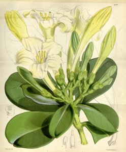 Fagraea ceilanica door W.H. Fitch